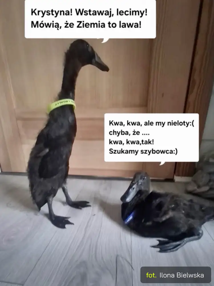 Zgloszenie konkursowe Ilony Bielawskiej
